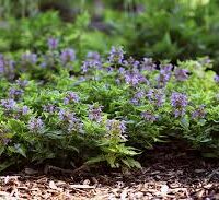 A bed of Lamium 'Anne Greenaway' 6" Pot with small, purple flowers flourishing in a garden, surrounded by mulch. This vibrant greenery thrives beautifully, as if nurtured in a 6" pot.