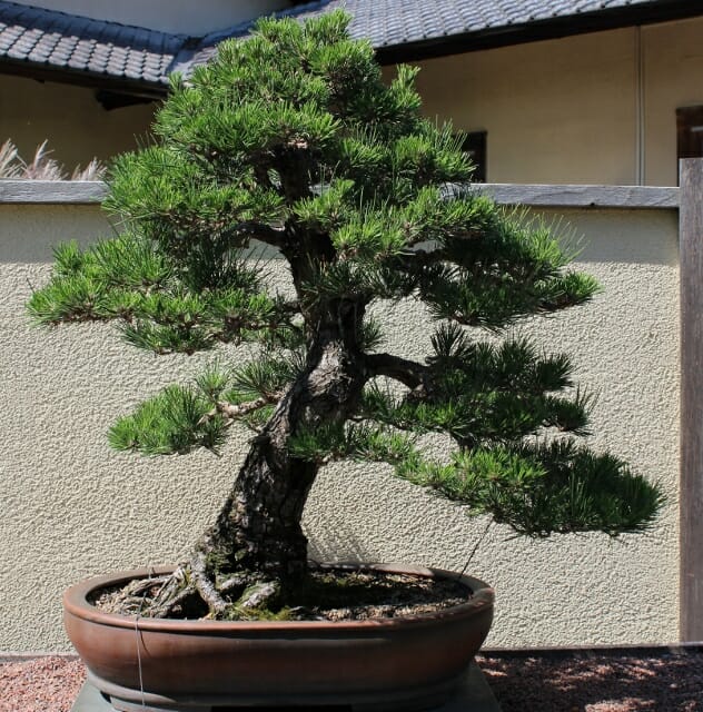 Pinus "Japanese Black Pine"