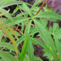 Acer "Five Lobed Maple"