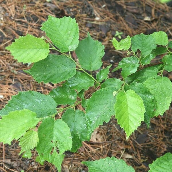 Corals Hazelnut