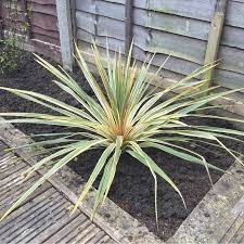 Cordyline 'Torbay Dazzler' 12" Pot - Image 5