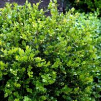 Buxus Faulkner Boxwood