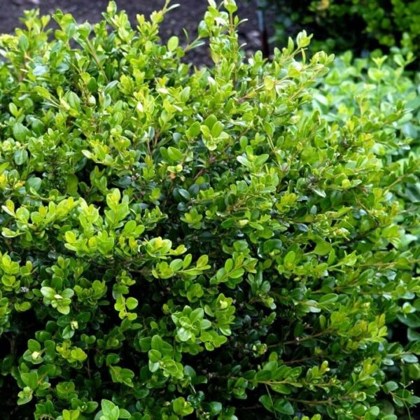 Buxus Faulkner Boxwood