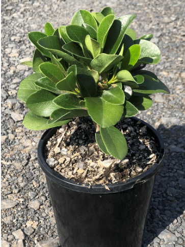 A Rhaphiolepis 'Oriental Pearl' Indian Hawthorn in a 6" black plastic pot features small, broad, glossy green leaves and is displayed on gravel.