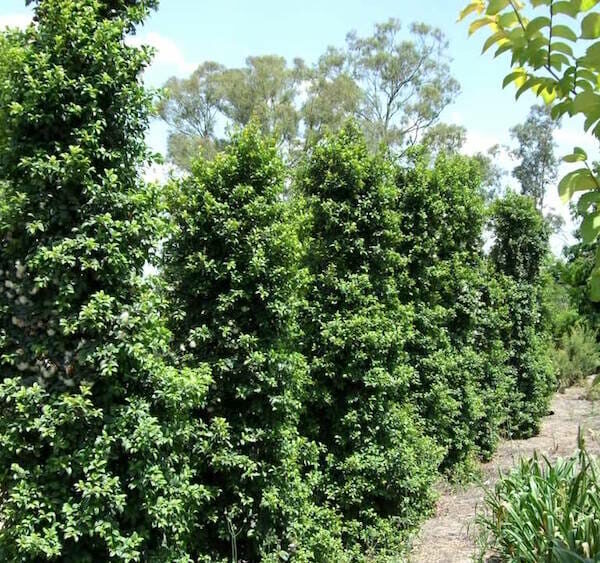 Syzygium "Straight and Narrow"