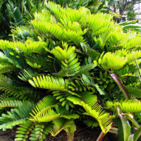 Zamia "Cardboard Cycad"