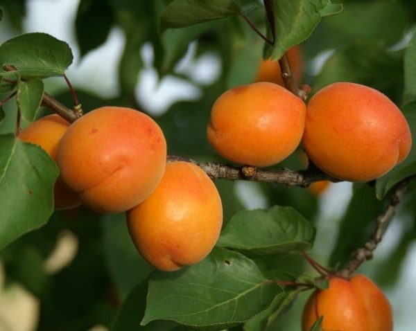 Apricot Tree "Goodrich"