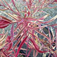Agonis "Pink Flamingo"