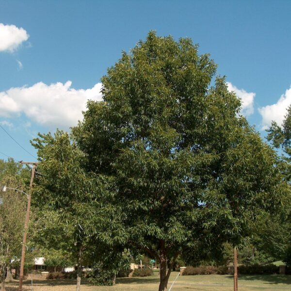 Quercus "Sawtooth Oak"