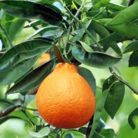 Minneola Tangelo