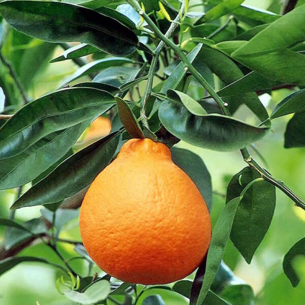 Minneola Tangelo