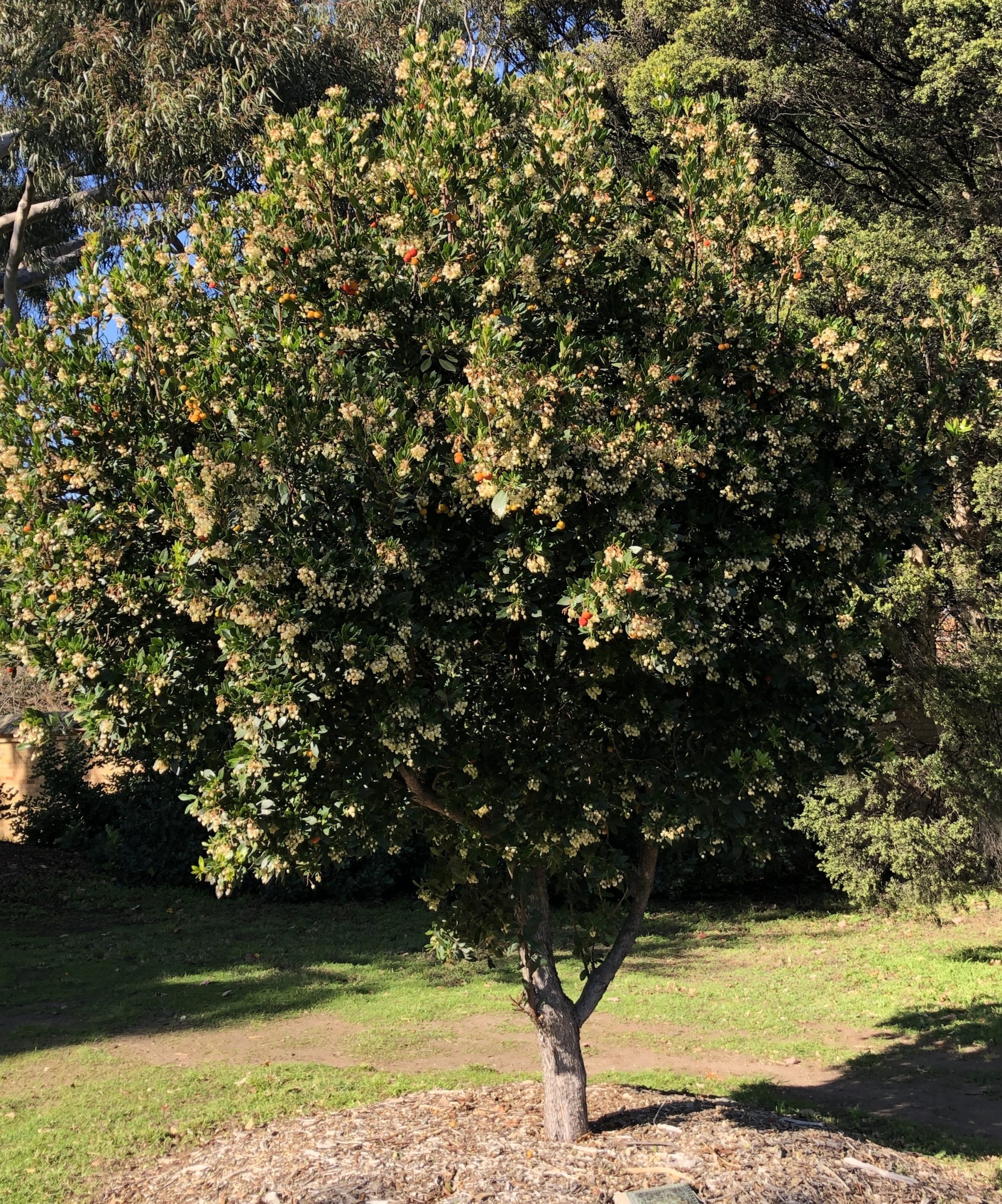 A small Arbutus 'Irish Strawberry' Tree with dense foliage, green leaves, and delicate flowers stands in a park surrounded by grass and larger trees.