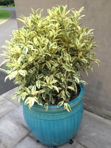 Variegated Ficus 'White Lightning' 10" Pot planted outdoors.