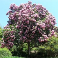 Calodendrum 'Pete's Pink' Cape Chestnut Tree 8" Pot