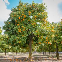 A Citrus Orange Tree 'Washington Navel' 16" Pot stands vibrantly in an orchard with oranges scattered on the ground beneath it.