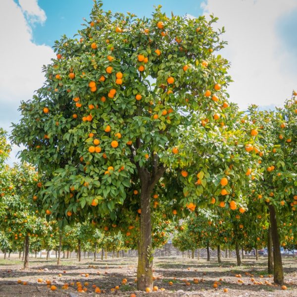 A Citrus Orange Tree 'Washington Navel' 16" Pot stands vibrantly in an orchard with oranges scattered on the ground beneath it.