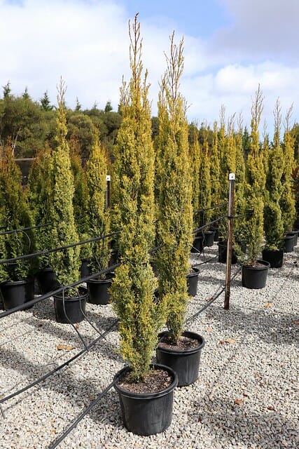 Rows of potted Cupressus 'Swanes Gold' Conifer 13" Pot shrubs for sale at a nursery.