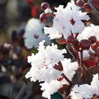 Diamonds In The Dark Pure White