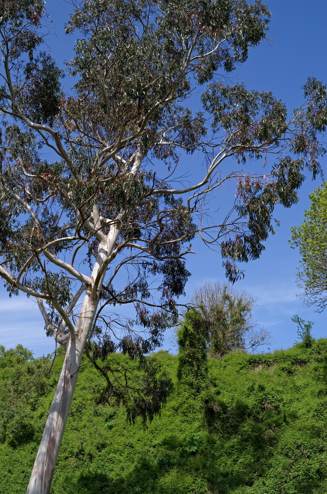 A magnificent Eucalyptus 'Tasmanian Blue Gum' 16" Pot showcases slender branches and sparse leaves under a clear blue sky, with the lush greenery below exuding serene beauty. Australian Native Gum Tree Eucalyptus globulus Tasmanian Blue Gum