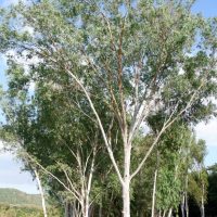 Eucalyptus melliodora Yellow Box Australian Gum Tree with beautiful white trunk and green foliage yellow flowers.