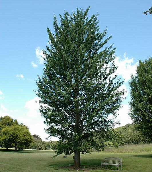 Ginkgo "Princeton Sentry"