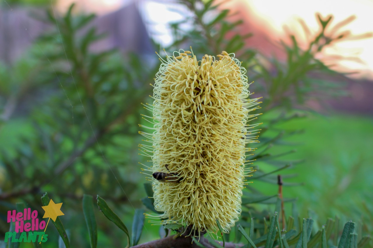 Banksia marginata 'Silver Banksia' 10" Pot - Image 4