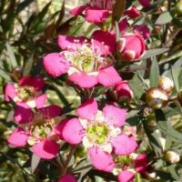 Leptospermum "Rudolph"