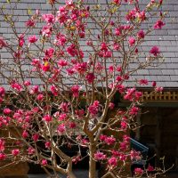 A pink-flowered Magnolia 'Cleopatra™' 12" Pot in bloom stands in front of a shingled roof with a goose walking at its base on a sunny day.