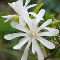Two white star-shaped Magnolia stellata 'Star Magnolia' 12" Pot flowers with long petals and yellow centers, set against a blurred green background.