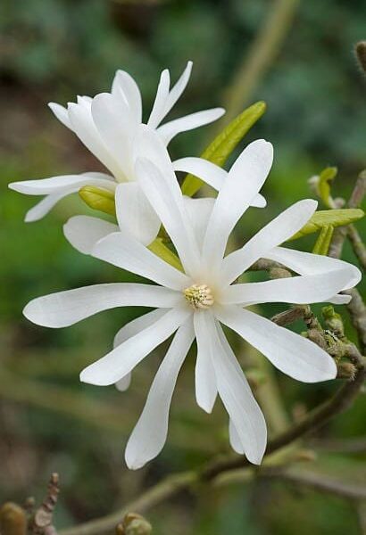 Two white star-shaped Magnolia stellata 'Star Magnolia' 12" Pot flowers with long petals and yellow centers, set against a blurred green background.