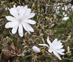 Two white Magnolia stellata 'Star Magnolia' 12" Pot flowers in bloom, surrounded by buds and branches, against a blurred natural background.
