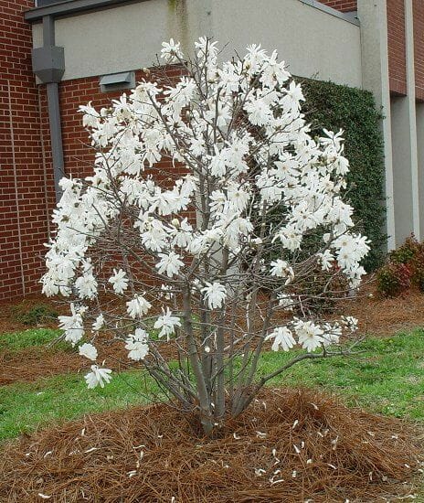 A Magnolia stellata 'Star Magnolia' 12" Pot tree in full bloom with white flowers, situated in front of a brick building with a cloudy sky overhead.