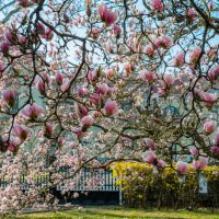 A Magnolia 'Cleopatra™' 12" Pot with numerous pink blossoms stands gracefully in a garden setting, surrounded by buildings and a white fence visible in the background.