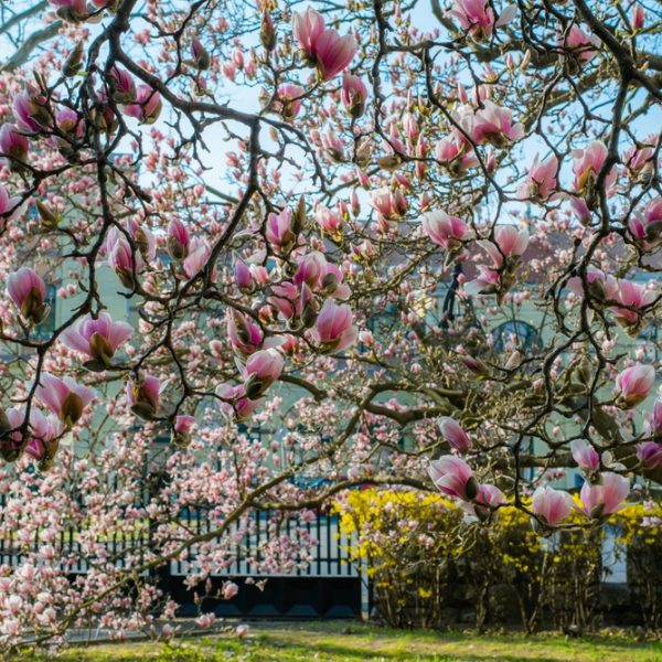 A Magnolia 'Cleopatra™' 12" Pot with numerous pink blossoms stands gracefully in a garden setting, surrounded by buildings and a white fence visible in the background.
