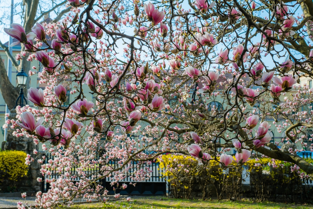 A Magnolia 'Cleopatra™' 12" Pot with numerous pink blossoms stands gracefully in a garden setting, surrounded by buildings and a white fence visible in the background.