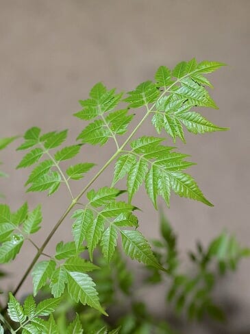 Close-up of vibrant green fern leaves in a Melia 'White Cedar' 10" Pot against a soft beige background.