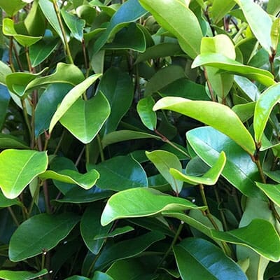 Close-up of green, waxy leaves of a Magnolia 'White Caviar' 16" Pot shrub.