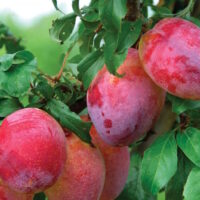 Prunus "Louise Plum"