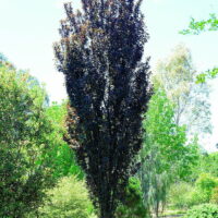 Ornamental Plum "Oakville Crimson Spire"