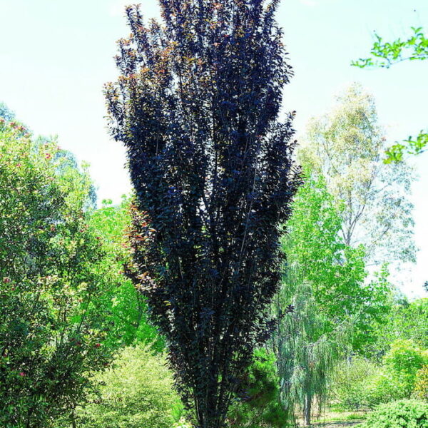 Ornamental Plum "Oakville Crimson Spire"