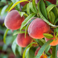 Prunus "Redhaven Peach"