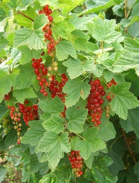 Ribes Rubrum "Red Currant"
