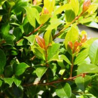 Screen Lilly Pilly Backyard Bliss