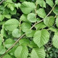 Serrated-edged leaves on an Ulmus 'English' Elm branch, accompanied by vibrant green foliage.