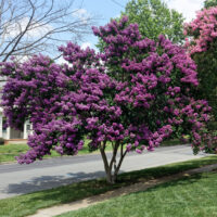 A Lagerstroemia 'Zuni' Crepe Myrtle 12" Pot with vivid purple blooms stands beside a street and sidewalk on a sunny day.