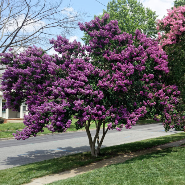 A Lagerstroemia 'Zuni' Crepe Myrtle 12" Pot with vivid purple blooms stands beside a street and sidewalk on a sunny day.