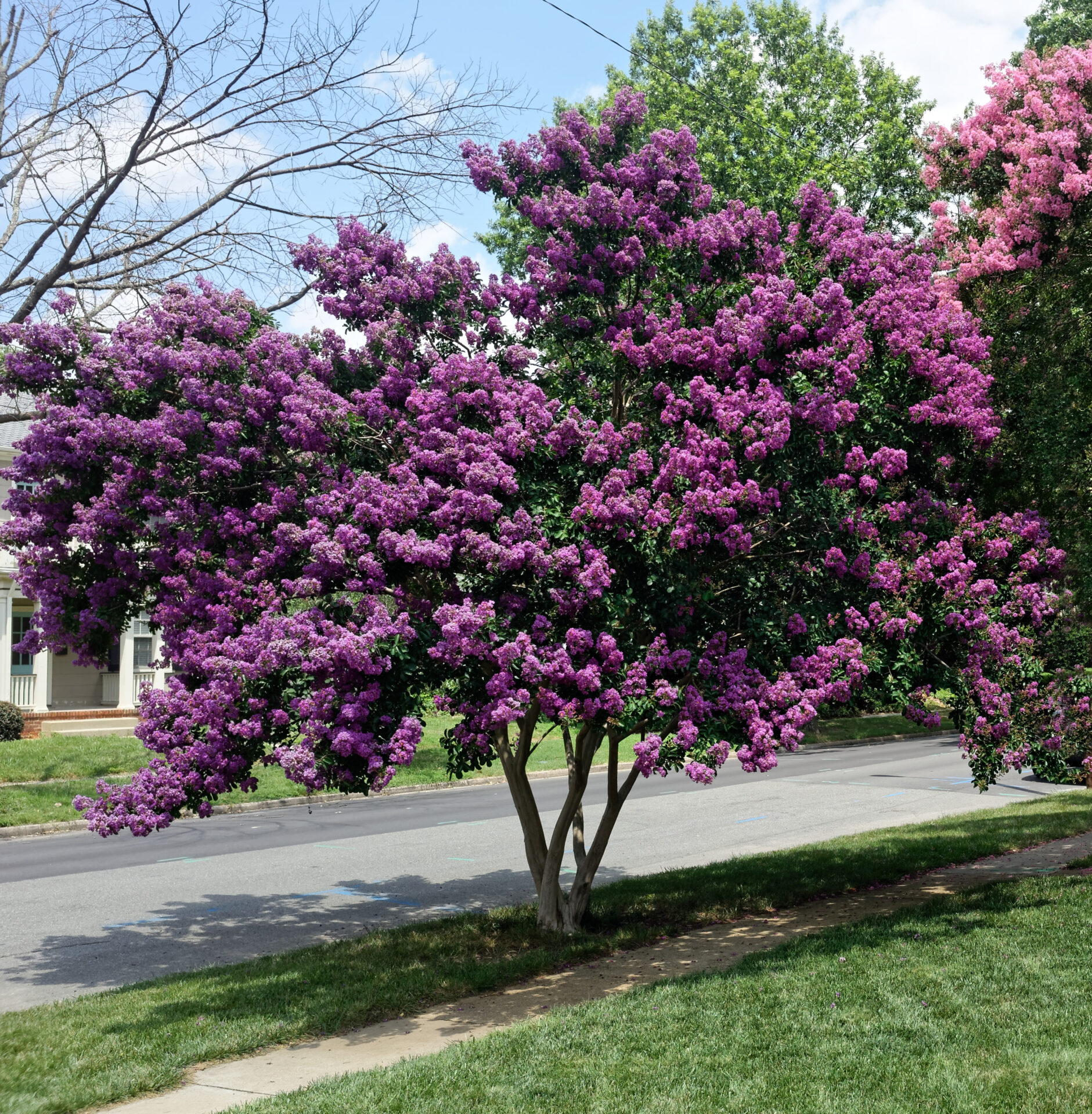 A Lagerstroemia 'Zuni' Crepe Myrtle 12" Pot with vivid purple blooms stands beside a street and sidewalk on a sunny day.