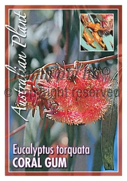 Close-up of pink, spiky Eucalyptus 'Coral Gum' flowers with leaves and an inset of orange buds. Text: "Australian Plant, Eucalyptus 'Coral Gum', 12" Pot.