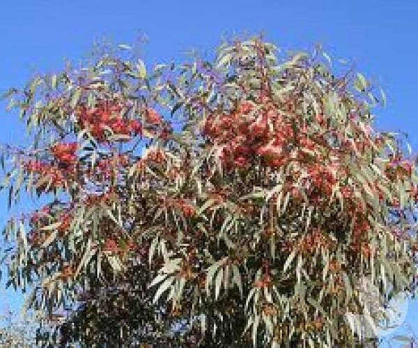 The Eucalyptus 'Coral Gum' 12" Pot showcases narrow grey-green leaves and clusters of vibrant red flowers, creating a striking display.