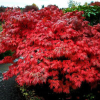Japanese Maple "Oregon Sunset"